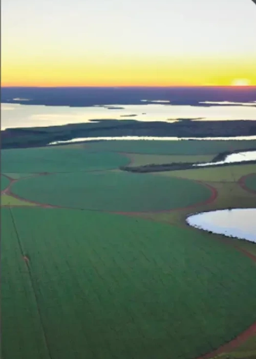 Início das atividades das empresas Florestas Ipiranga, Floral Agropecuária, Morada Agroflorestal e Pontal do Junco Agropecuária 