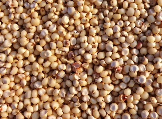 Grãos