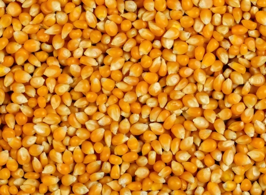 Grãos