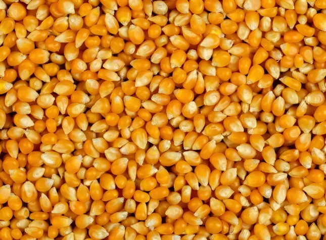 Grãos