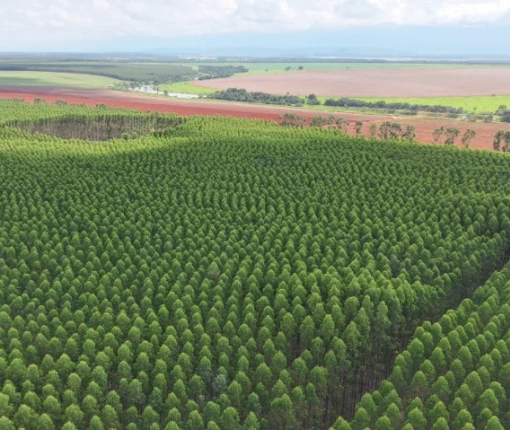 Sobre o segmento agroflorestal