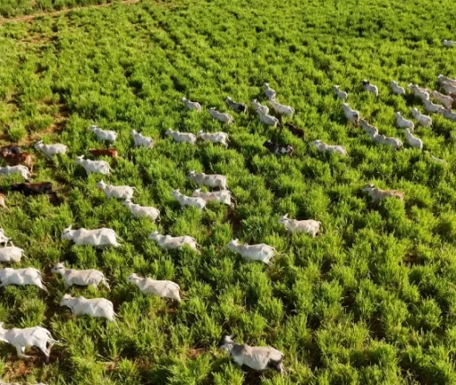 Sobre o segmento agroflorestal
