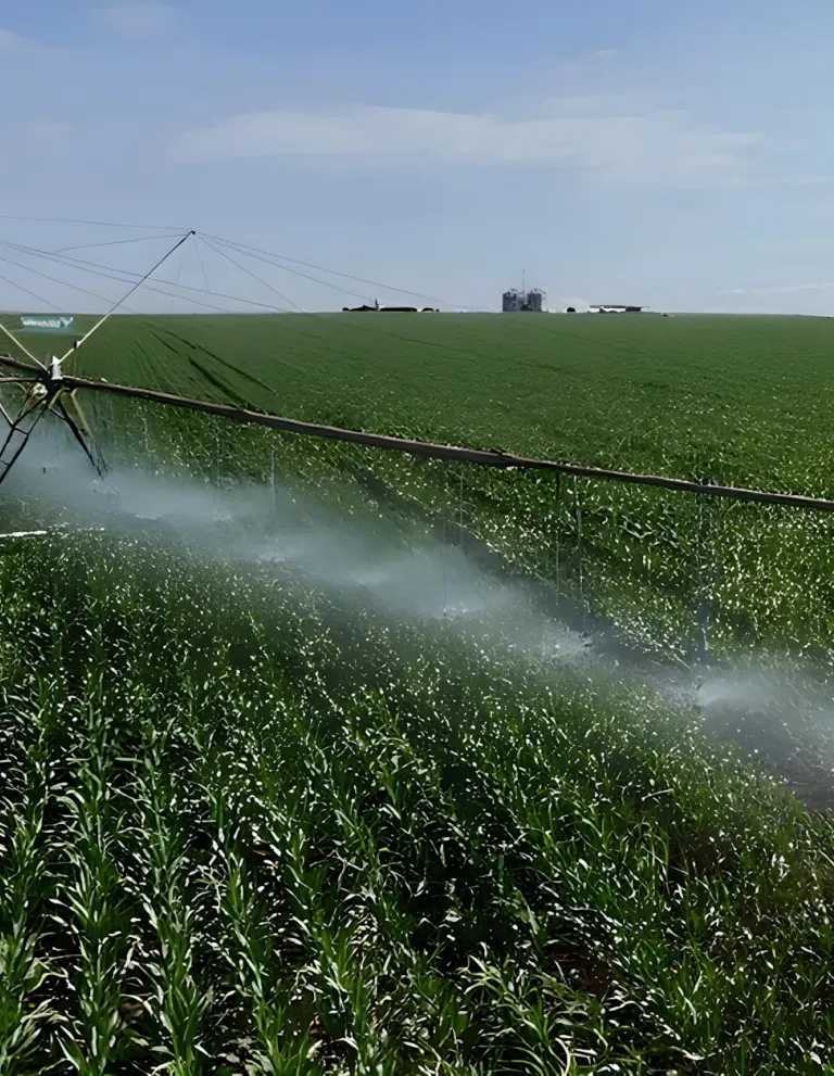 Produtos Agroflorestais